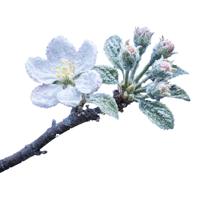 Без  Cropaid NPA